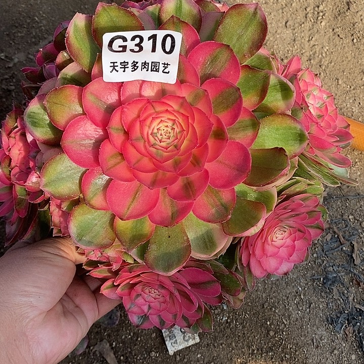 多肉植物荔枝310多肉植物