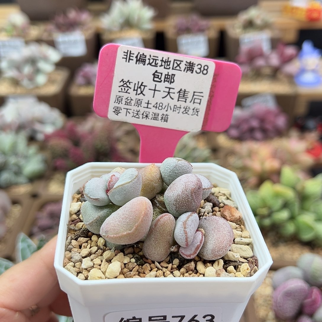 763硬叶白蛋多肉植物