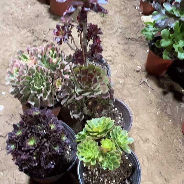 831多肉植物瑕疵特价，