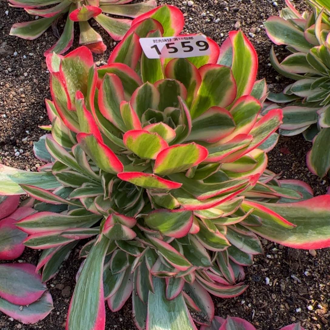 1559妖月多肉植物