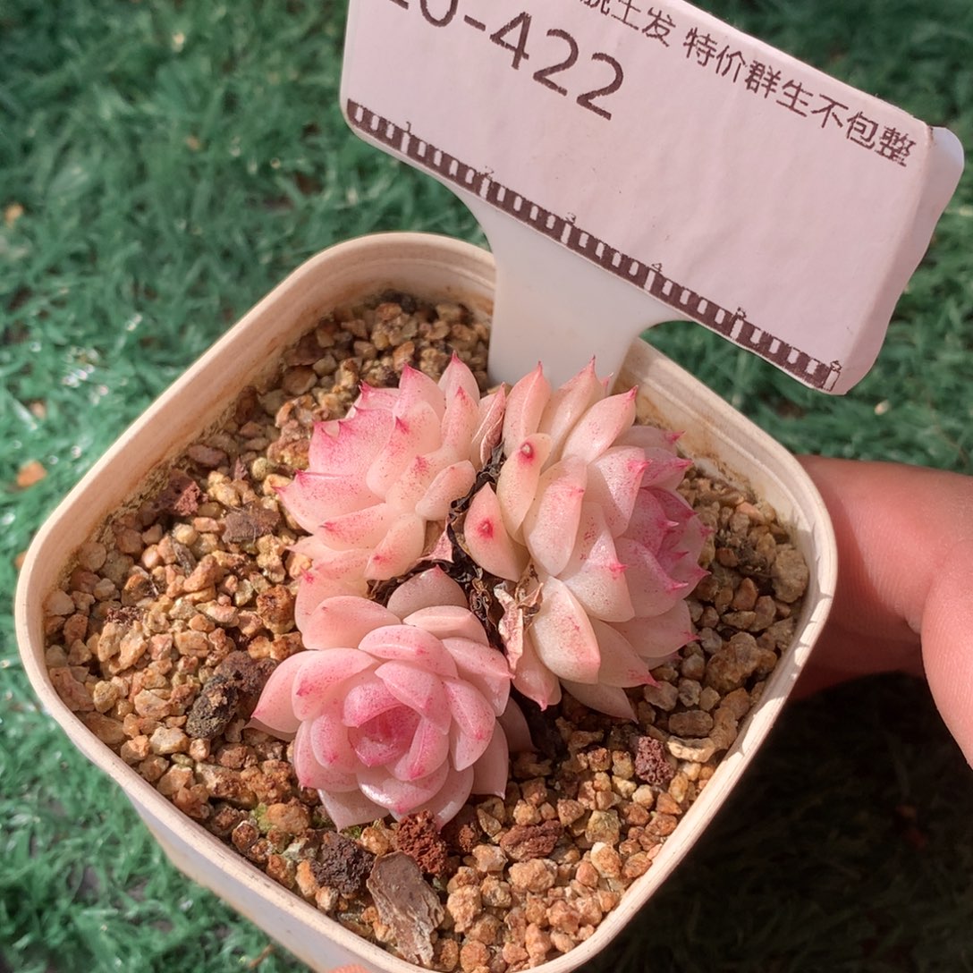 麦秆优选自然群58包邮