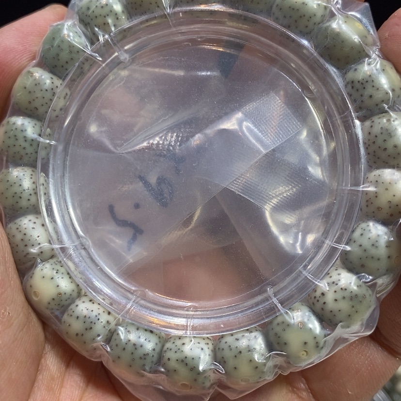 【闪购商品】星月菩提手串游****ʔ福利卡10.5尺寸