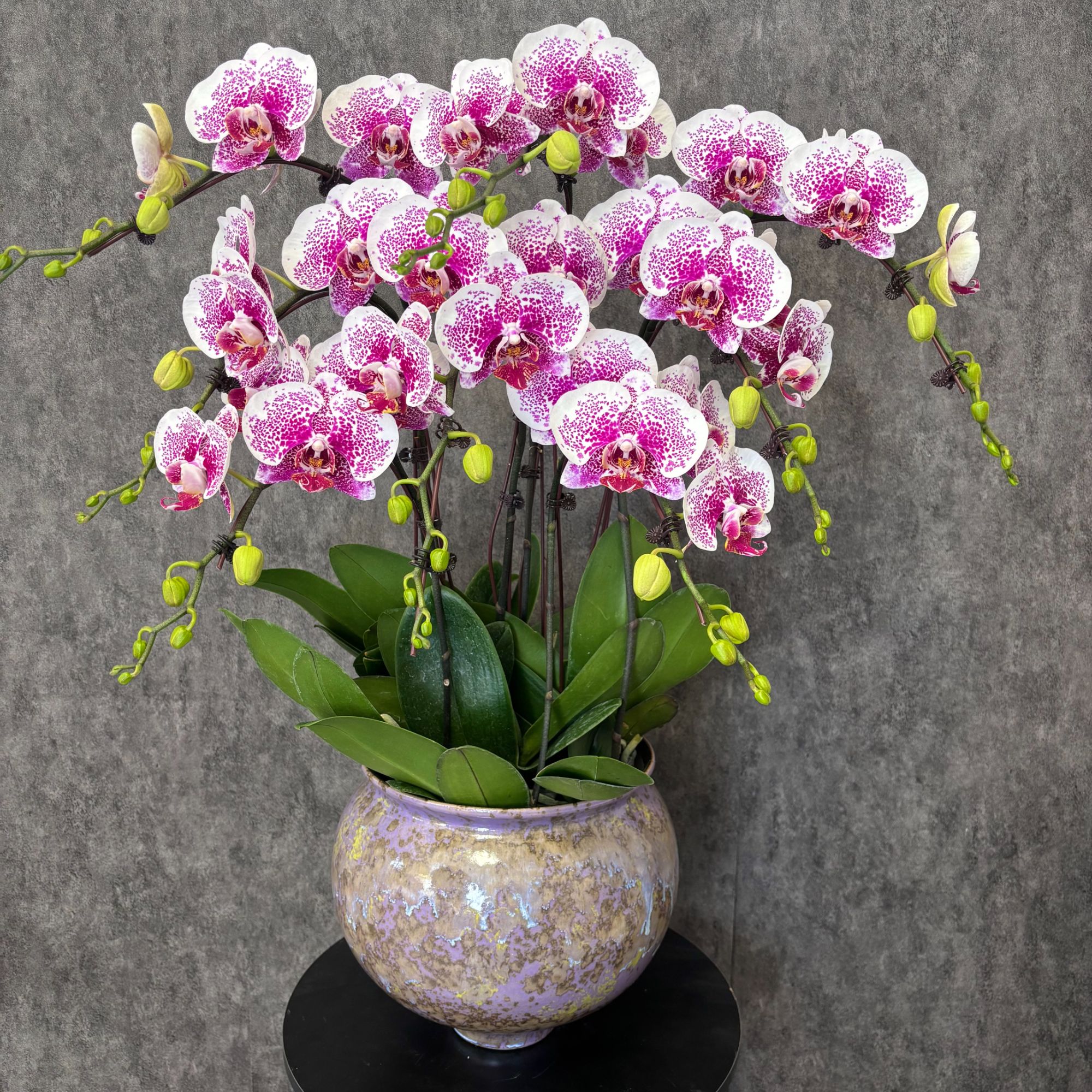 【枫叶-蝴蝶兰】欧式风 法式风 意式 现代轻奢 室内高端鲜花 送礼