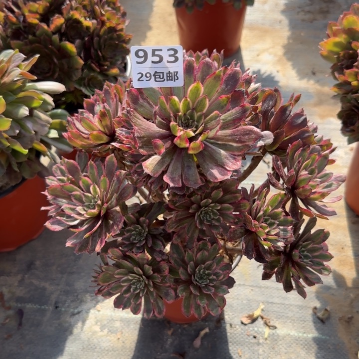 紫霞……多肉植物……