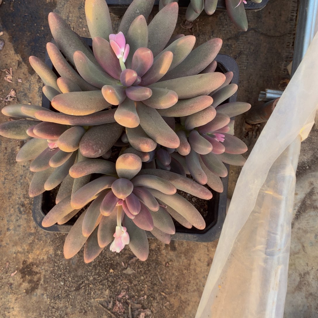 糖果美人多肉植物