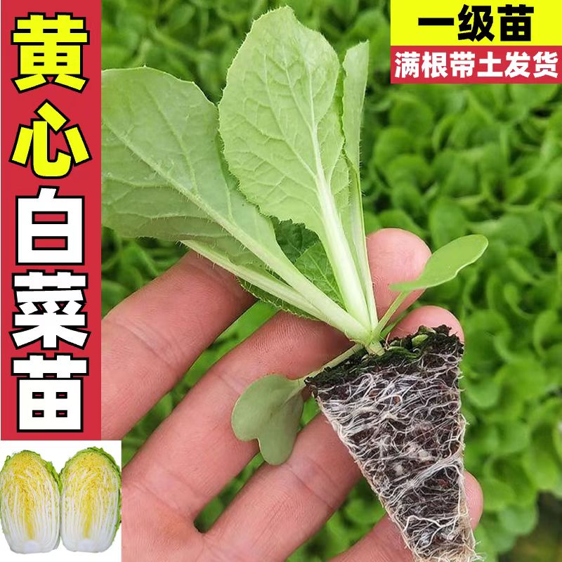 高产耐寒黄心大白菜秧苗带土发货适合秋冬季种植