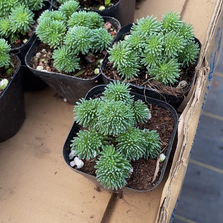 球松5.8带盆土发货