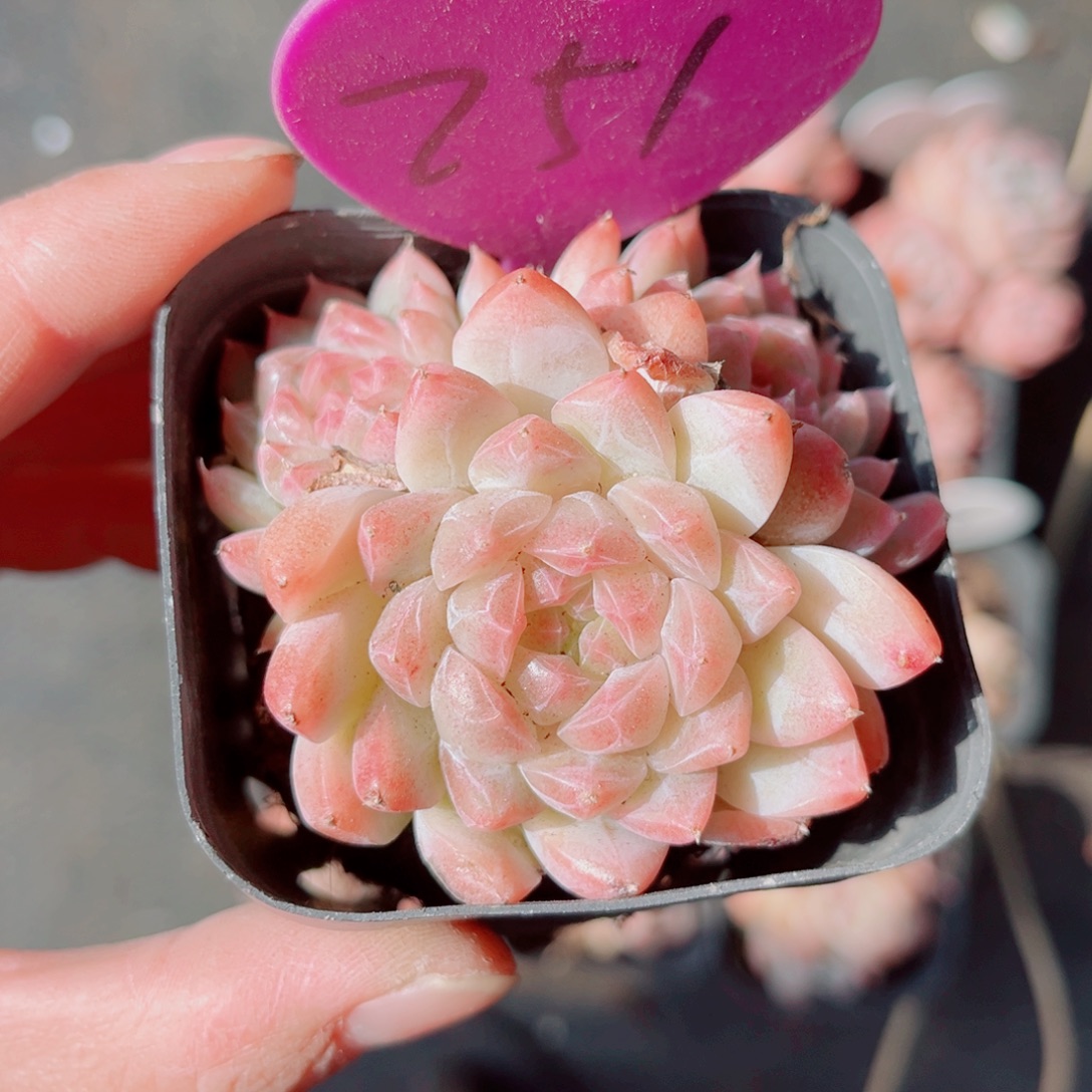 251号小老桩奶油玫瑰群