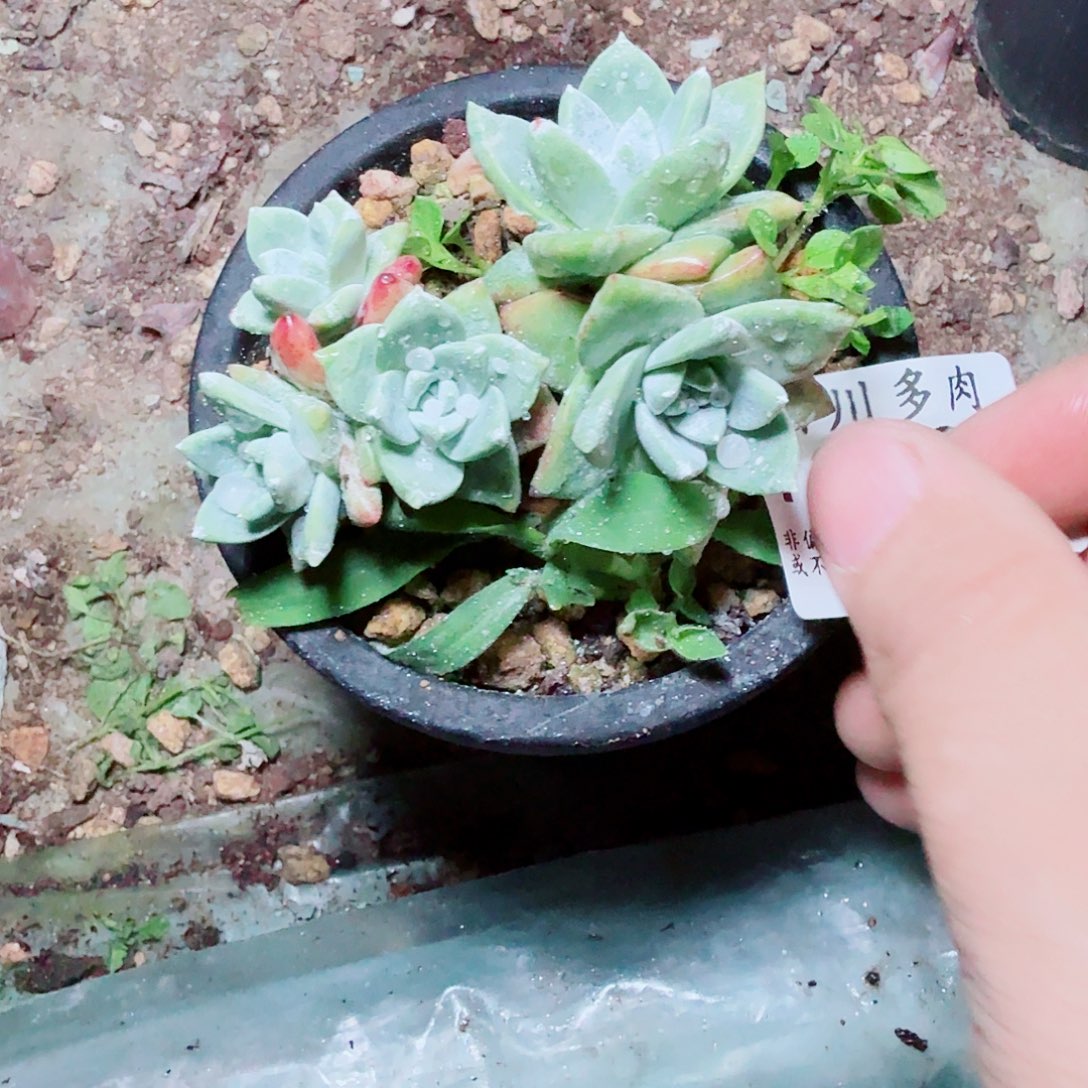 3129法瑞苹果叶多肉