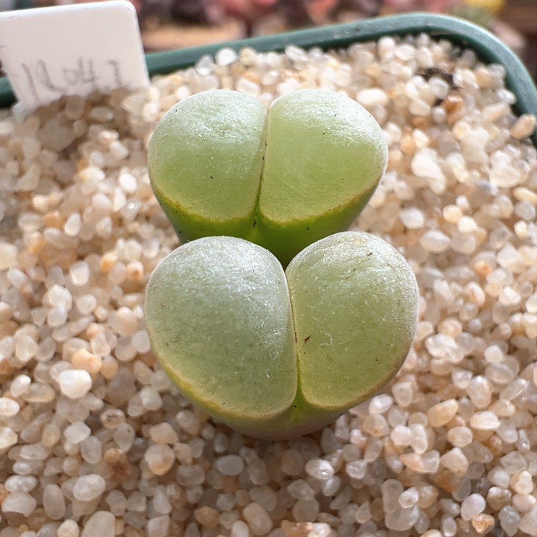 652。1804.2桃烟风铃