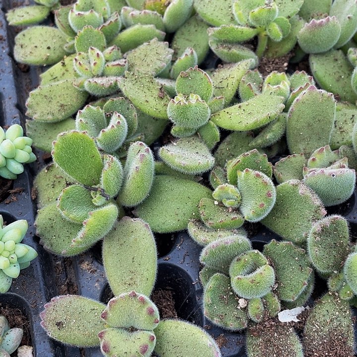 小绿熊1元带土发货