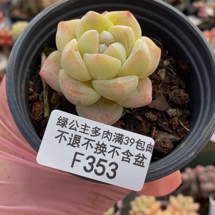 冰玉单头353多肉植物