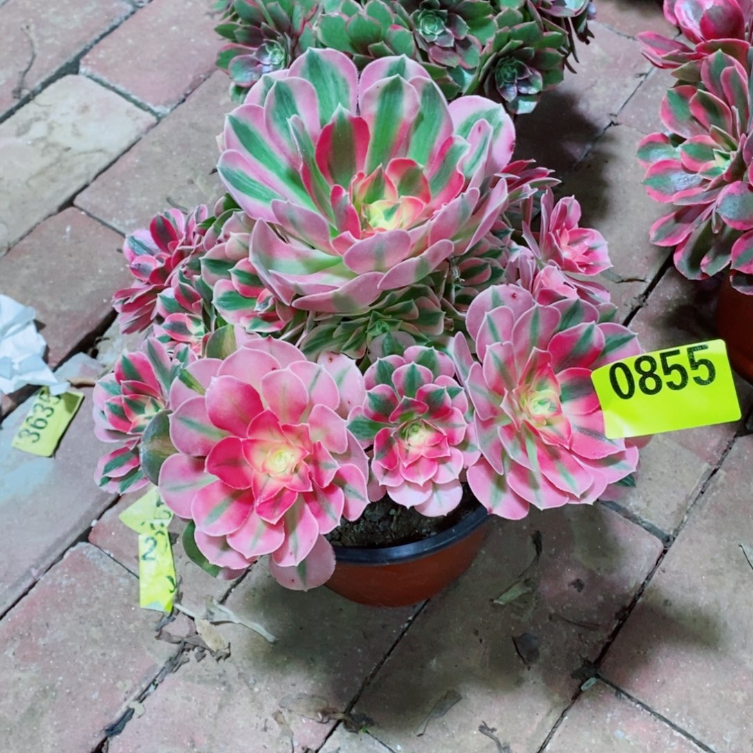 粉女巫多肉植物855
