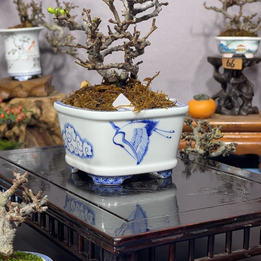 无花朵进口白花长寿梅壹景手绘盆