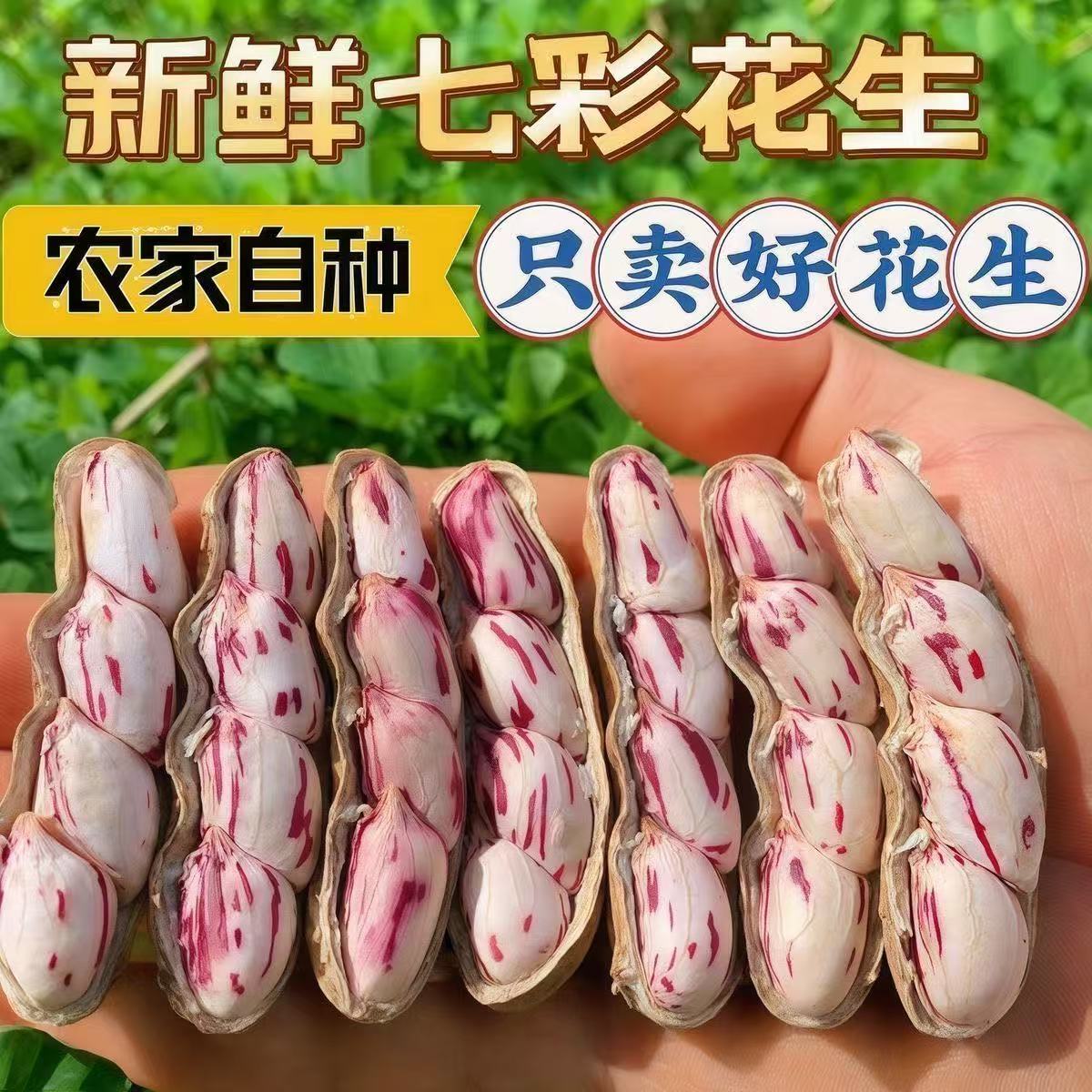 云南七彩花生五彩奶油花生颗粒饱满自然晒干带壳洗净发货