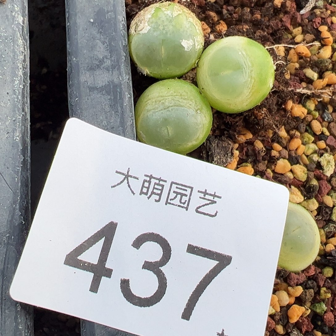 一物一拍3颗大拉登。  437