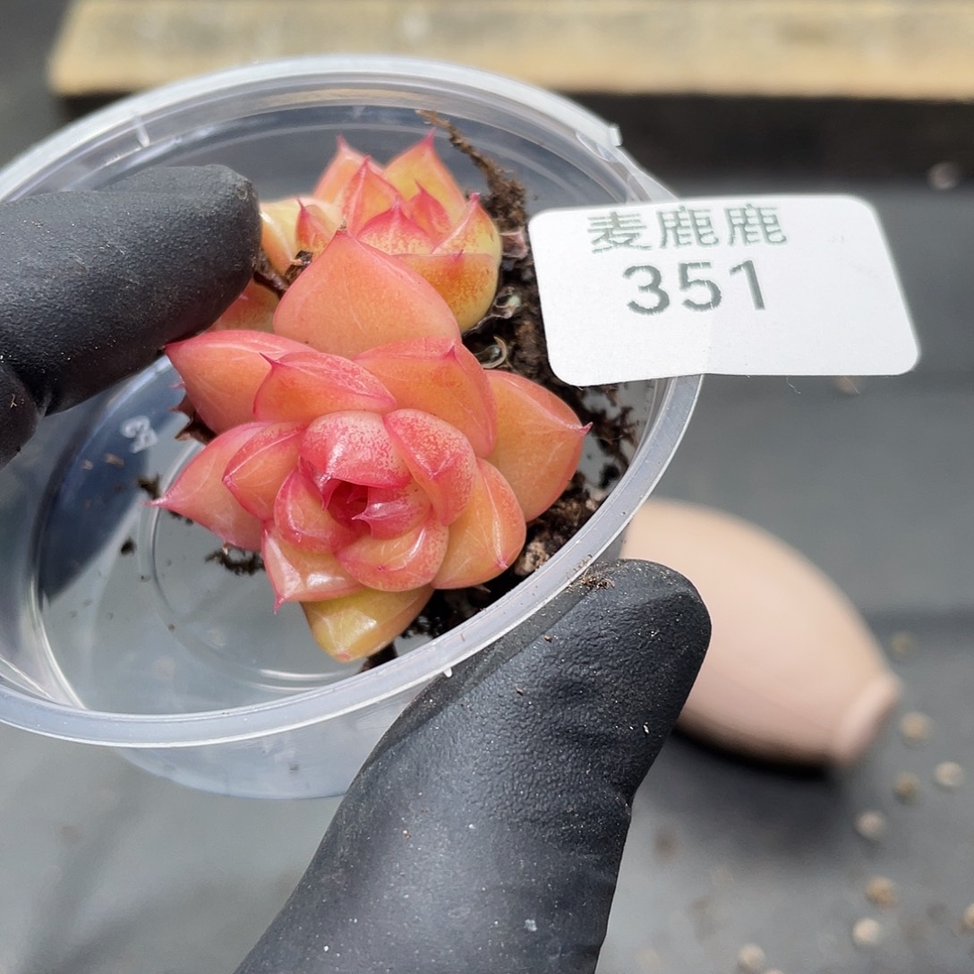 我***烤351。 璃月珍妮。               