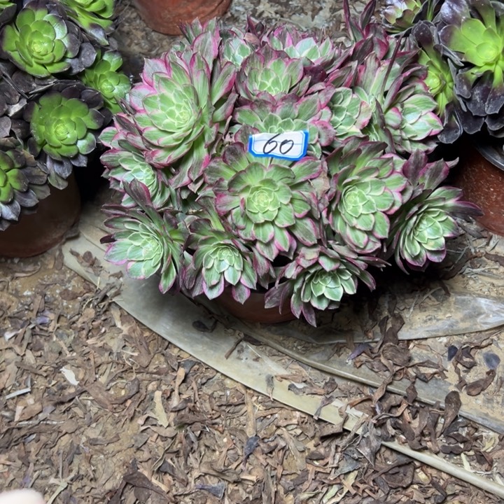 多肉植物万花筒60