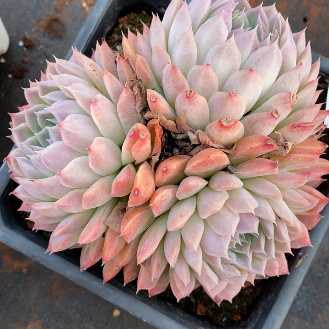 8059有叶伤瑕疵不售后