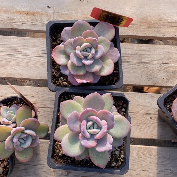 小****33号奶茶两颗11111