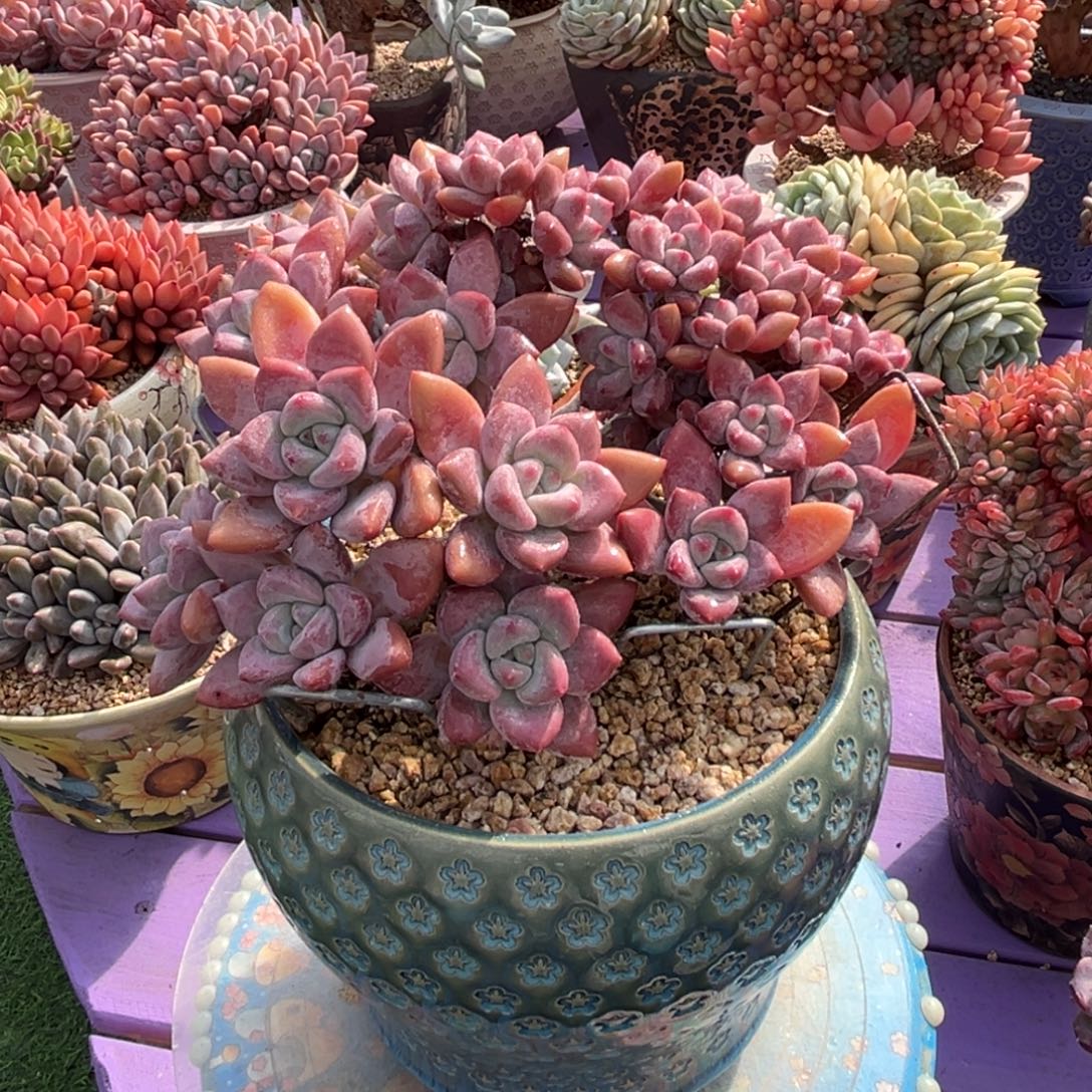 奥普树缀一物一拍