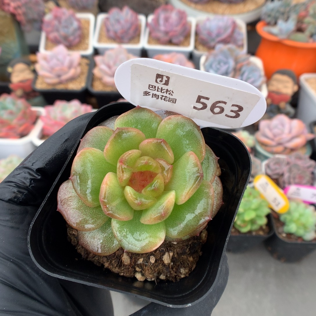 563 糖心石化多肉