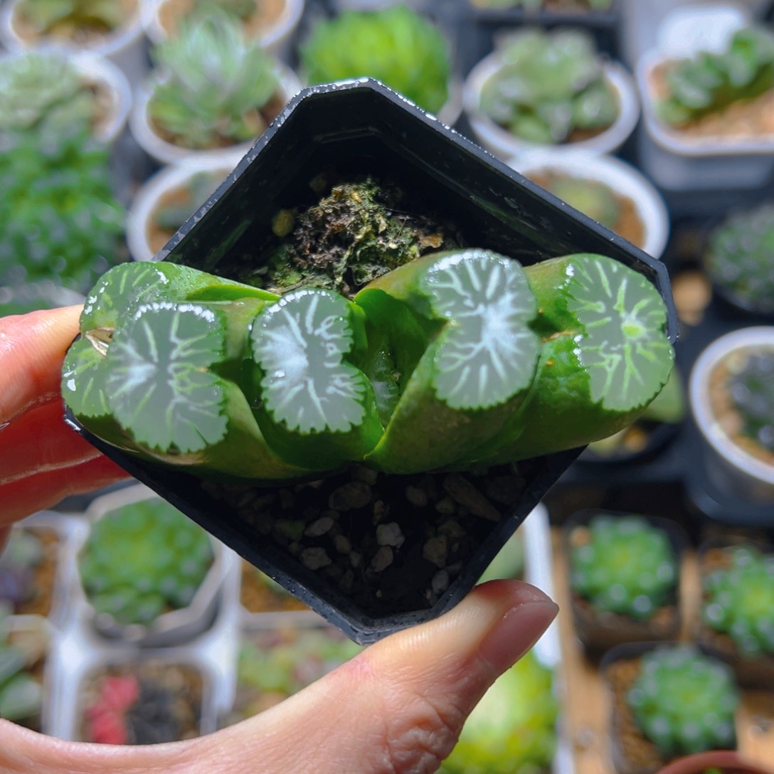 白亚玉扇多肉多肉多肉1