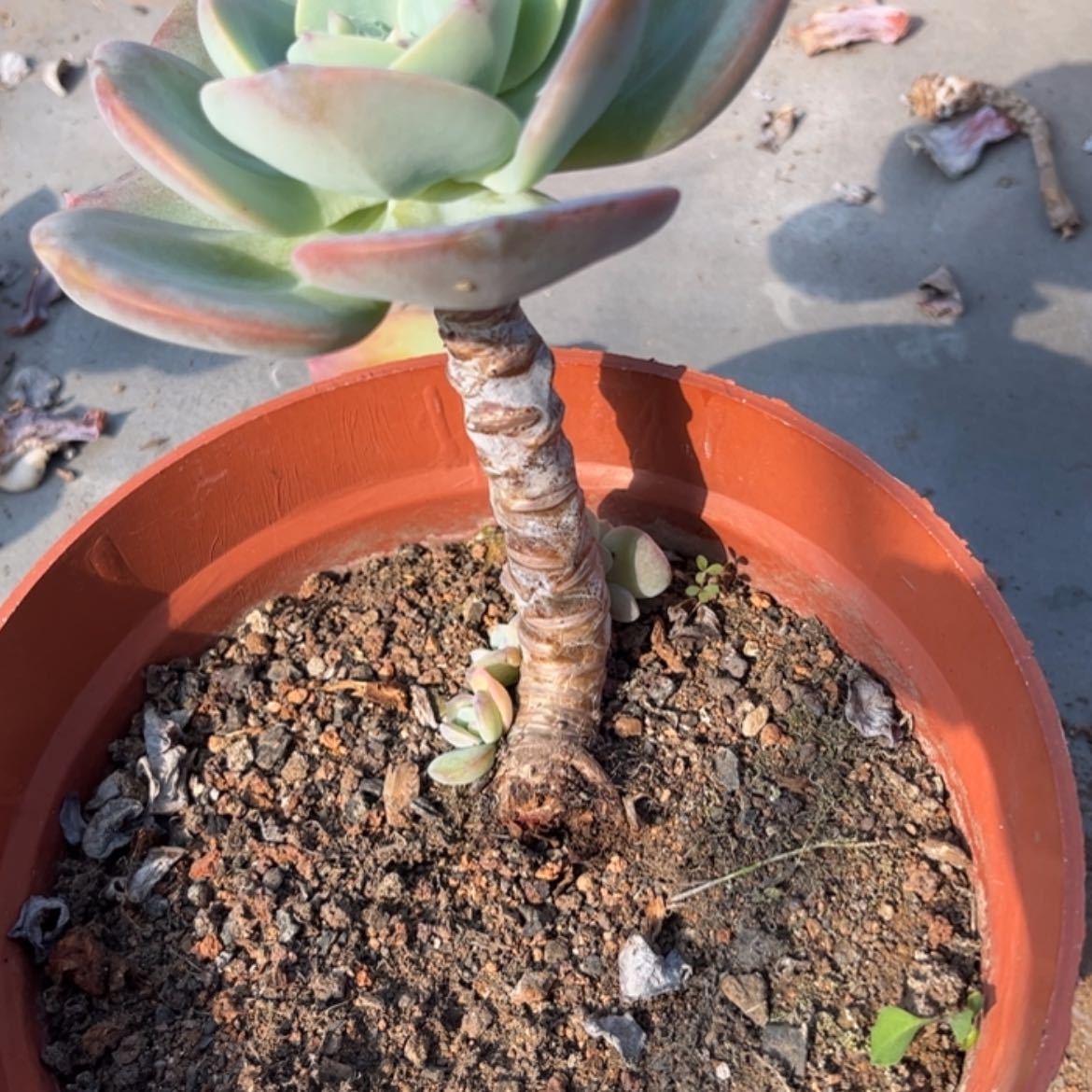 【闪购商品】无花朵丢***?