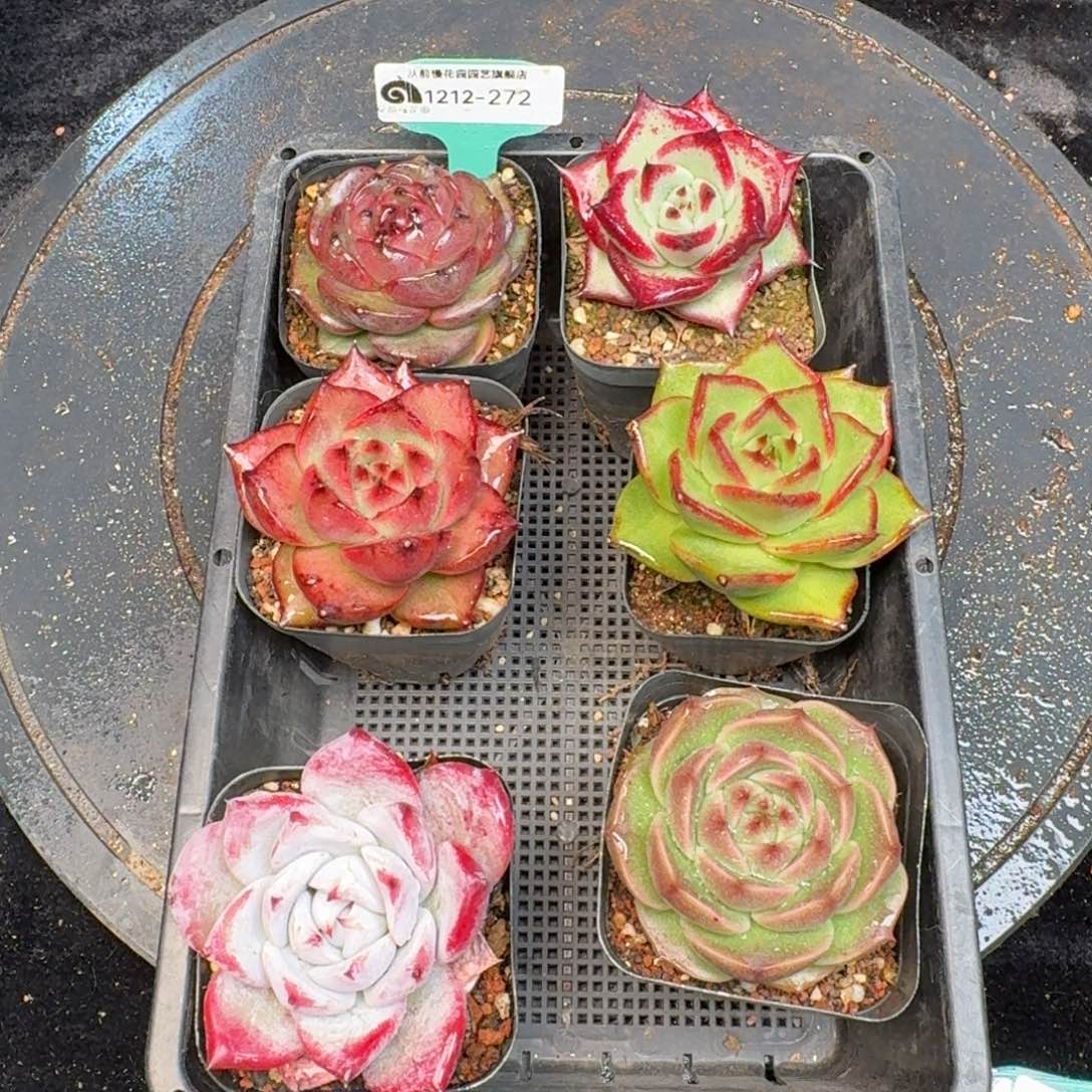 从前慢多肉精选编号1212.272