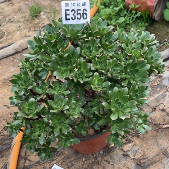 356绿茶不包断枝法师