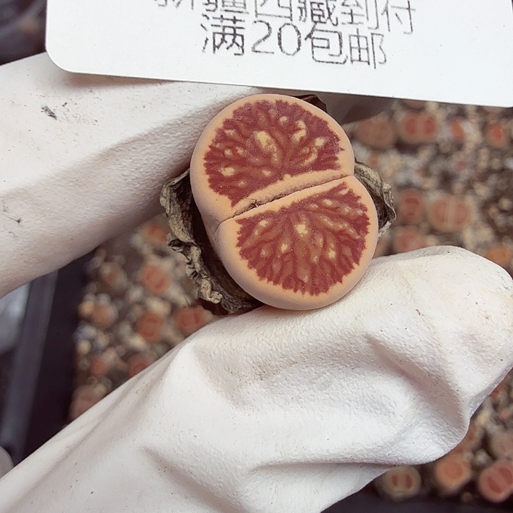 你要吃就不要管他们640哈哈