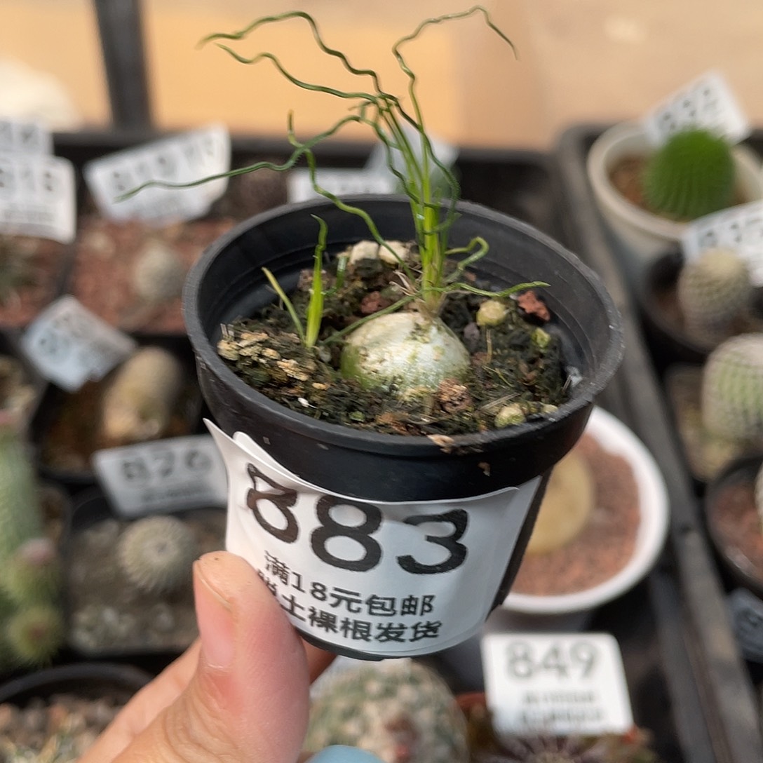 883泰迪海葱（满18元包邮）