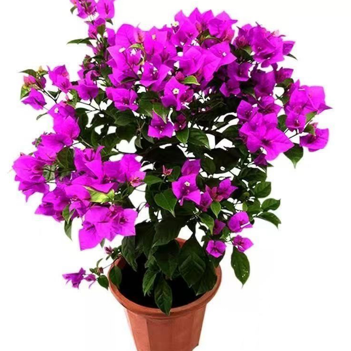 【三角梅带花带盆】大苗盆栽四季开花耐热好养适合室内阳台庭院种植