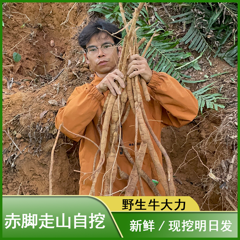 粉质党参250/500克