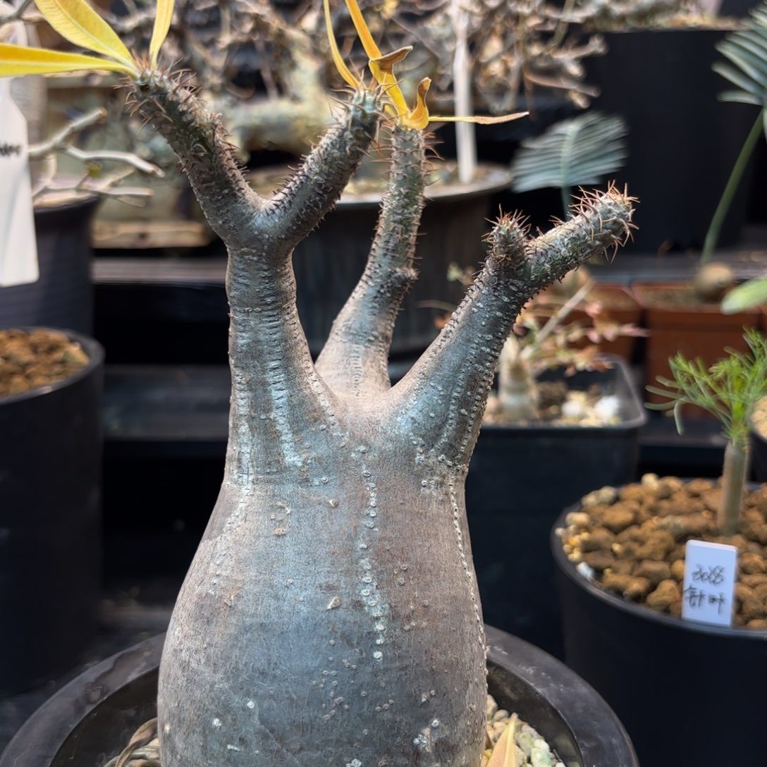 木   象牙宫熟桩带盆土