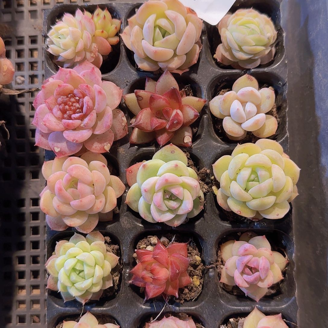 直播一物一拍多肉157