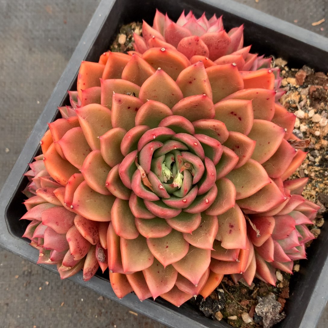 1690杂交精品基地14厘米