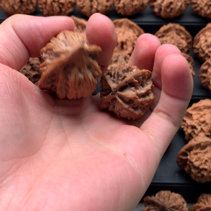 其他核桃虎*虎秦岭的森林里