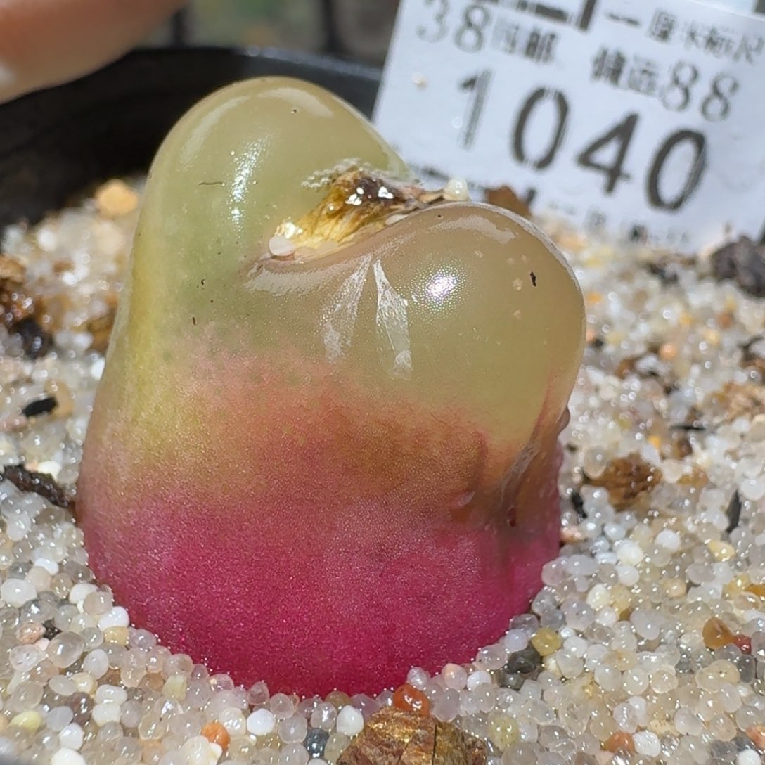 zz好看生石花便宜了1040荔枝