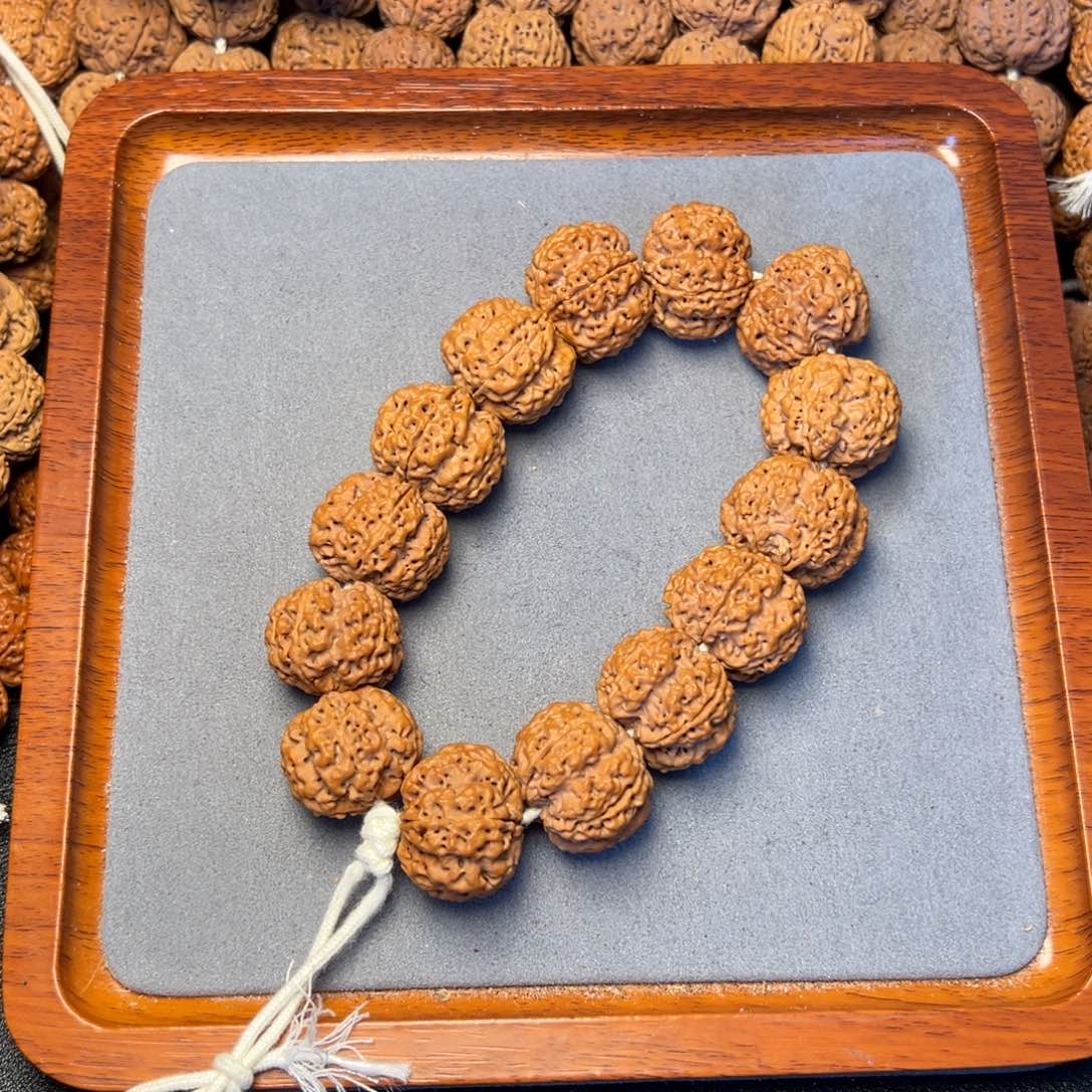 菩提37号尼泊尔大金刚24粗筋梅花五龙