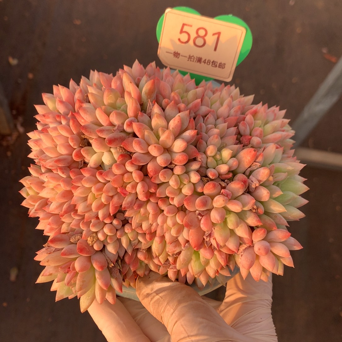 明珠美人无砍平头581