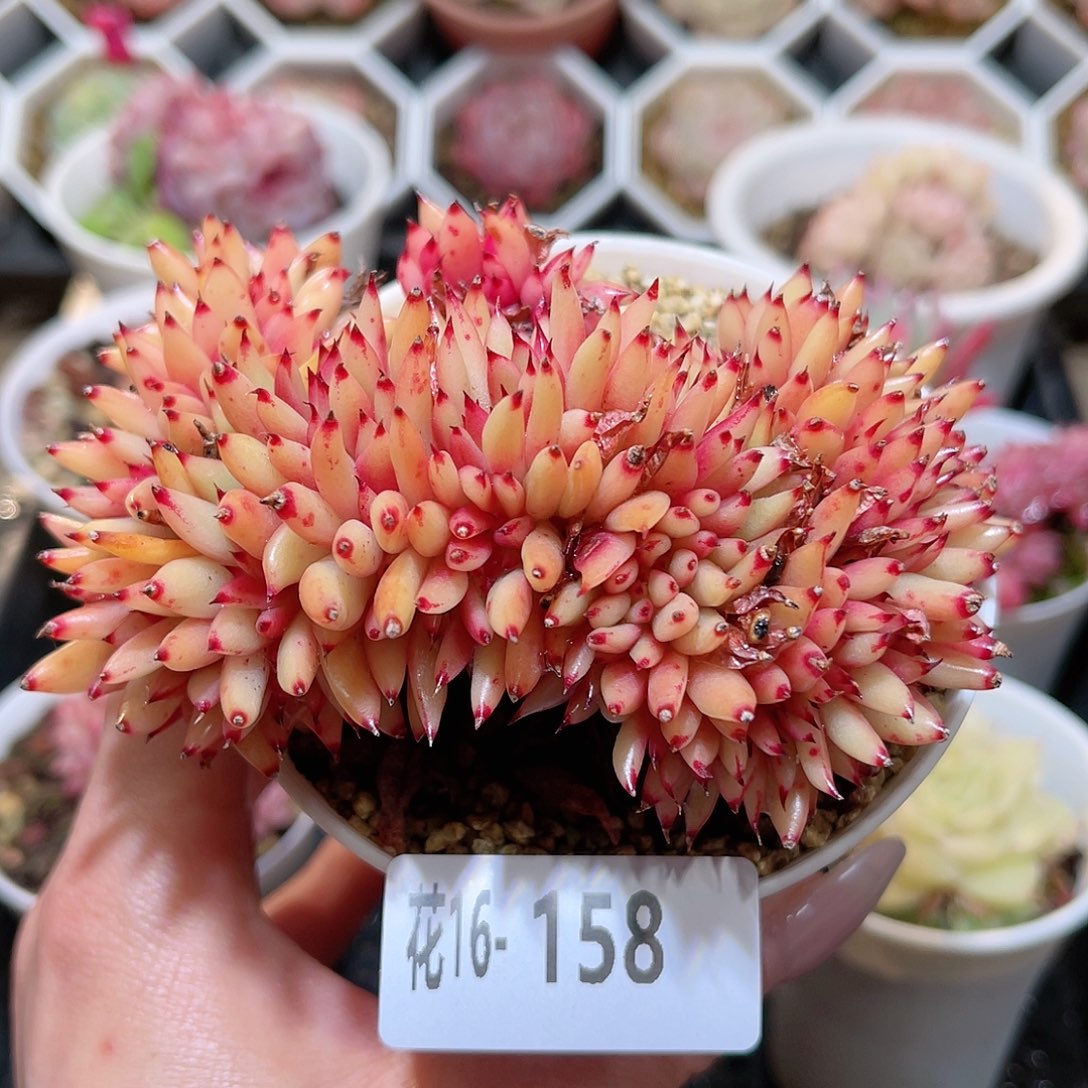 花利美16-158乌木缀化