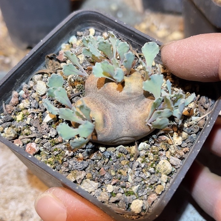 满38包邮2天凑单，脱土晾根发货多肉植物产地格加厚敦菊