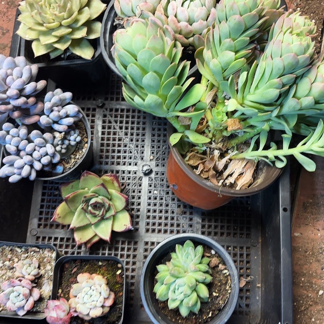 多肉植物宽拍136号