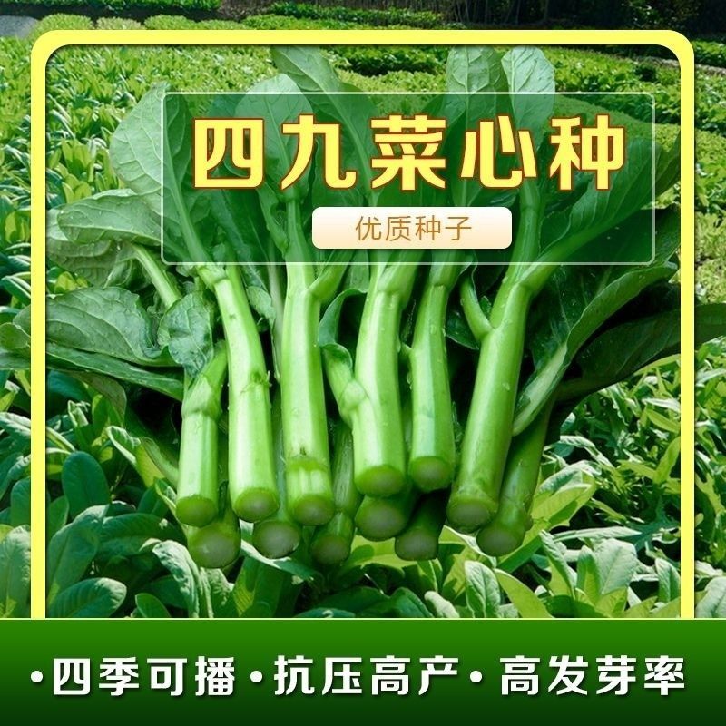 【全店满5包包邮】四九菜心种子广东甜菜心菜苔青菜籽高产四季可种