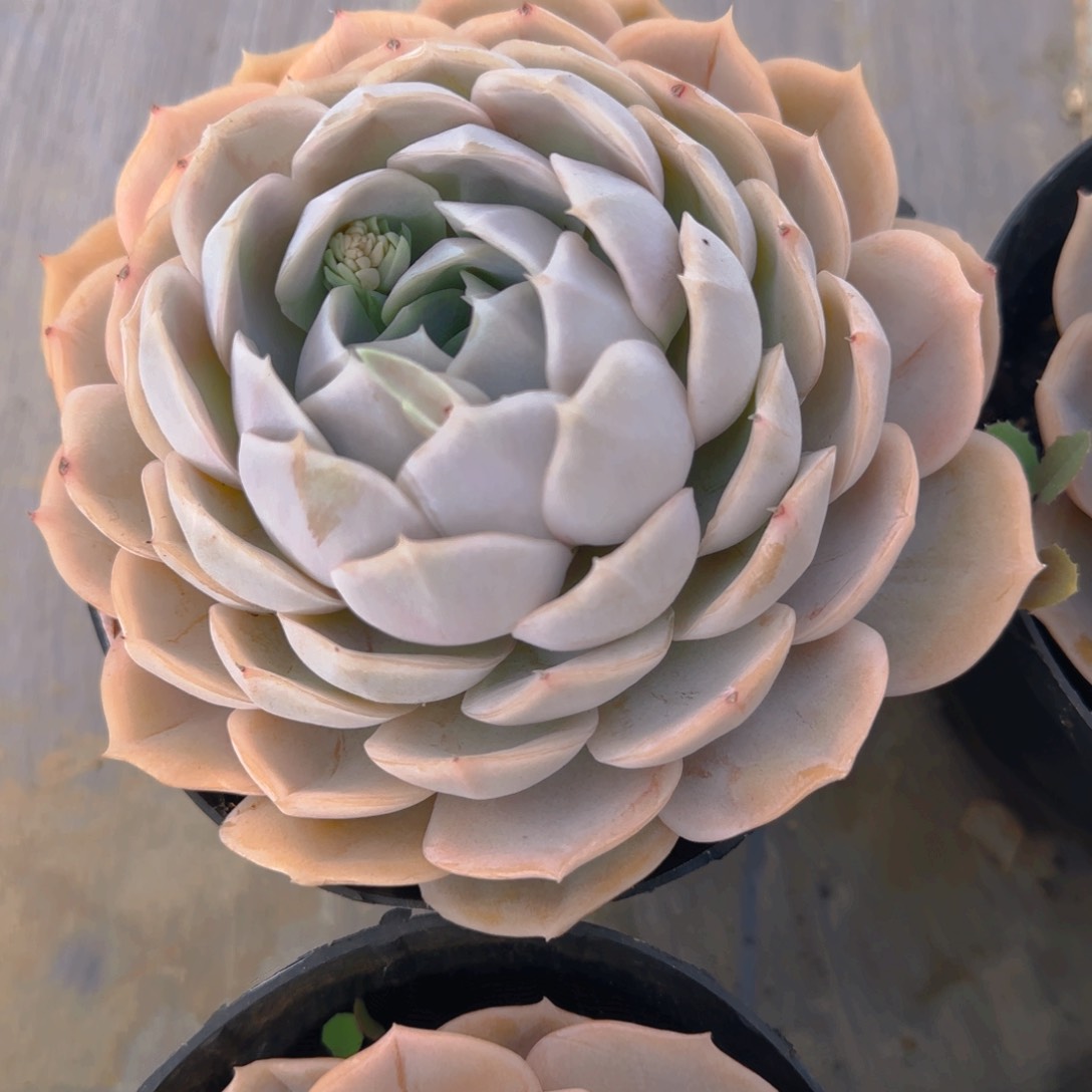 云南精品多肉劳林单头