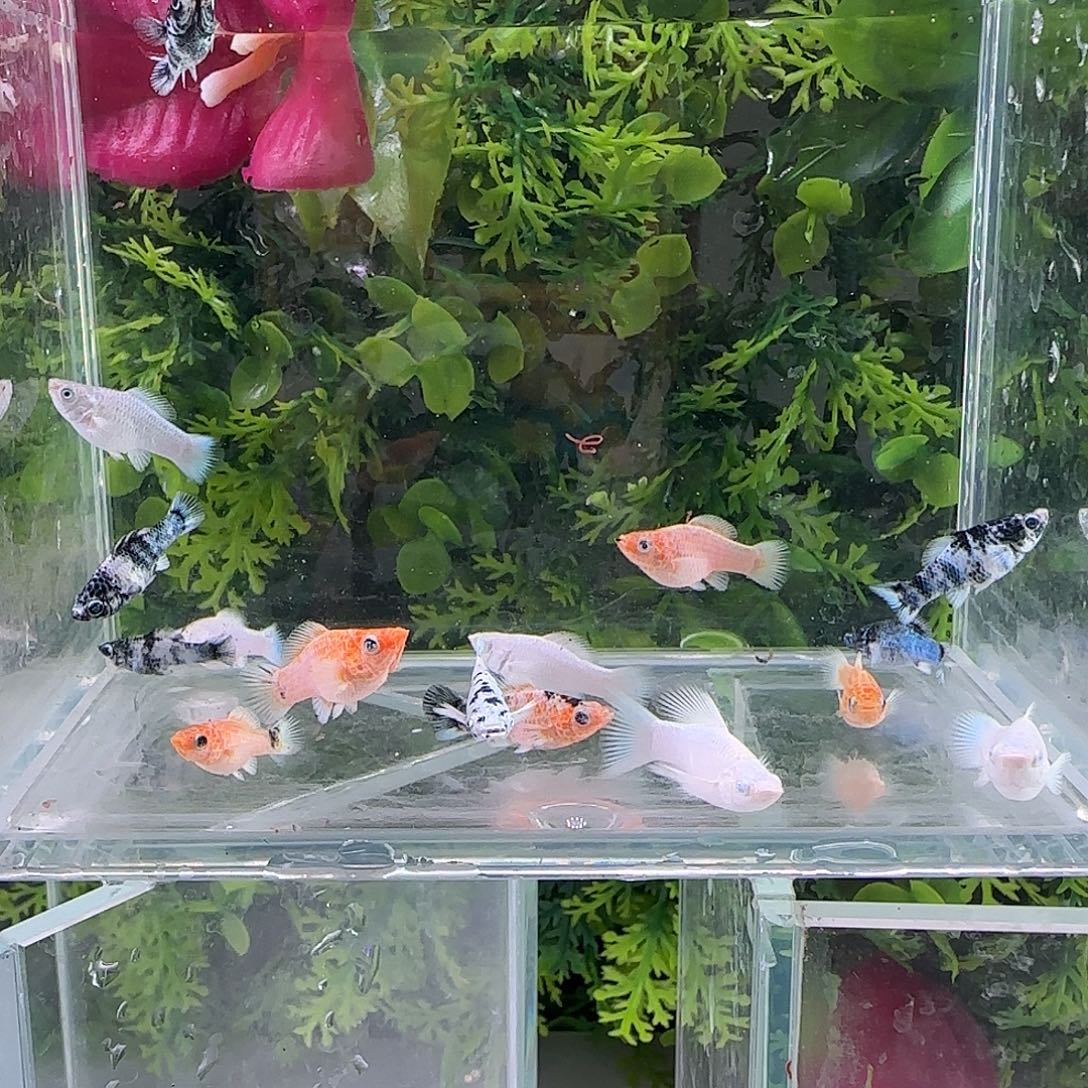 孔雀鱼钻石玛丽13剩下全送