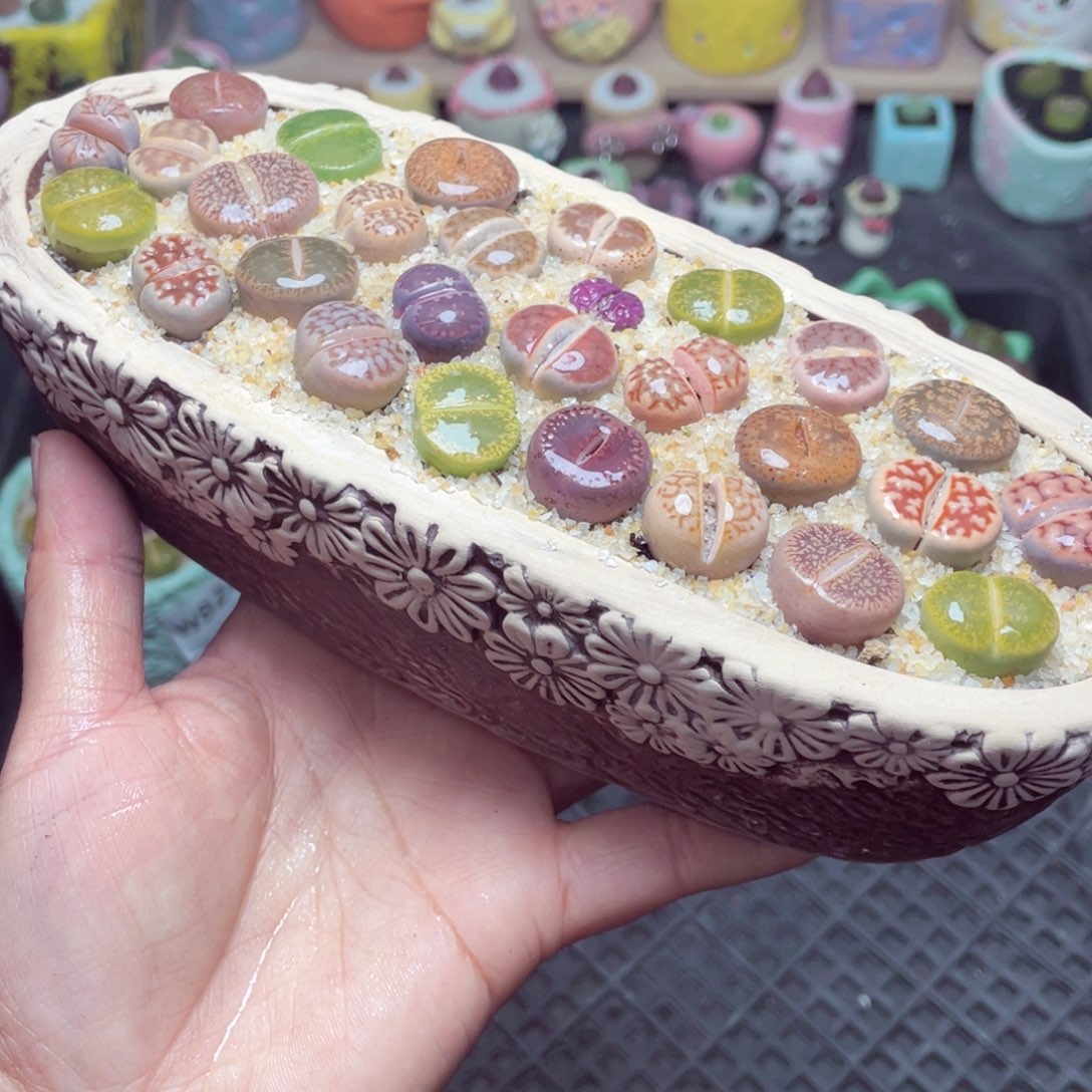 w8244 带盆土发货-零下地区拍保温箱