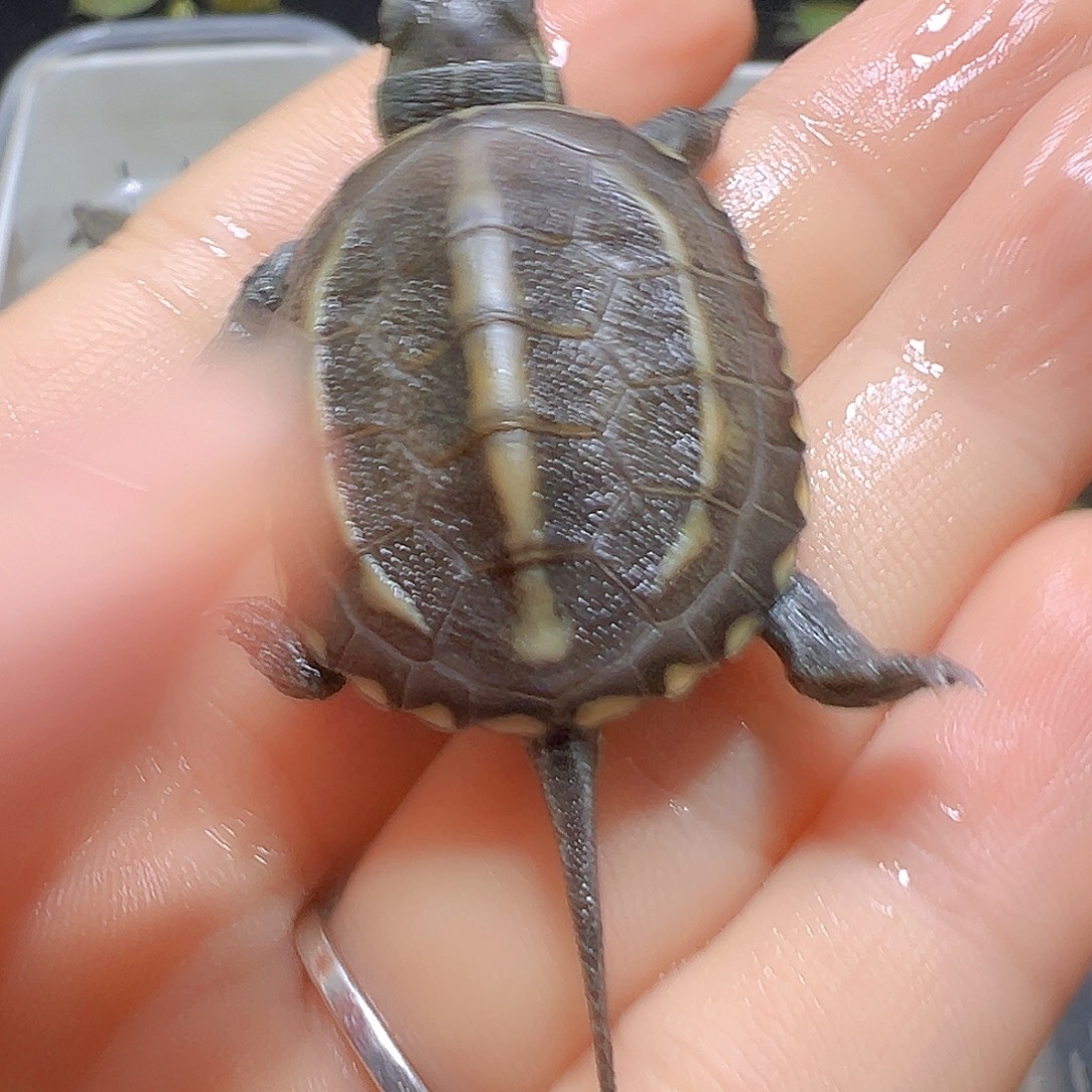 母绿毛龟冷水黄肉草