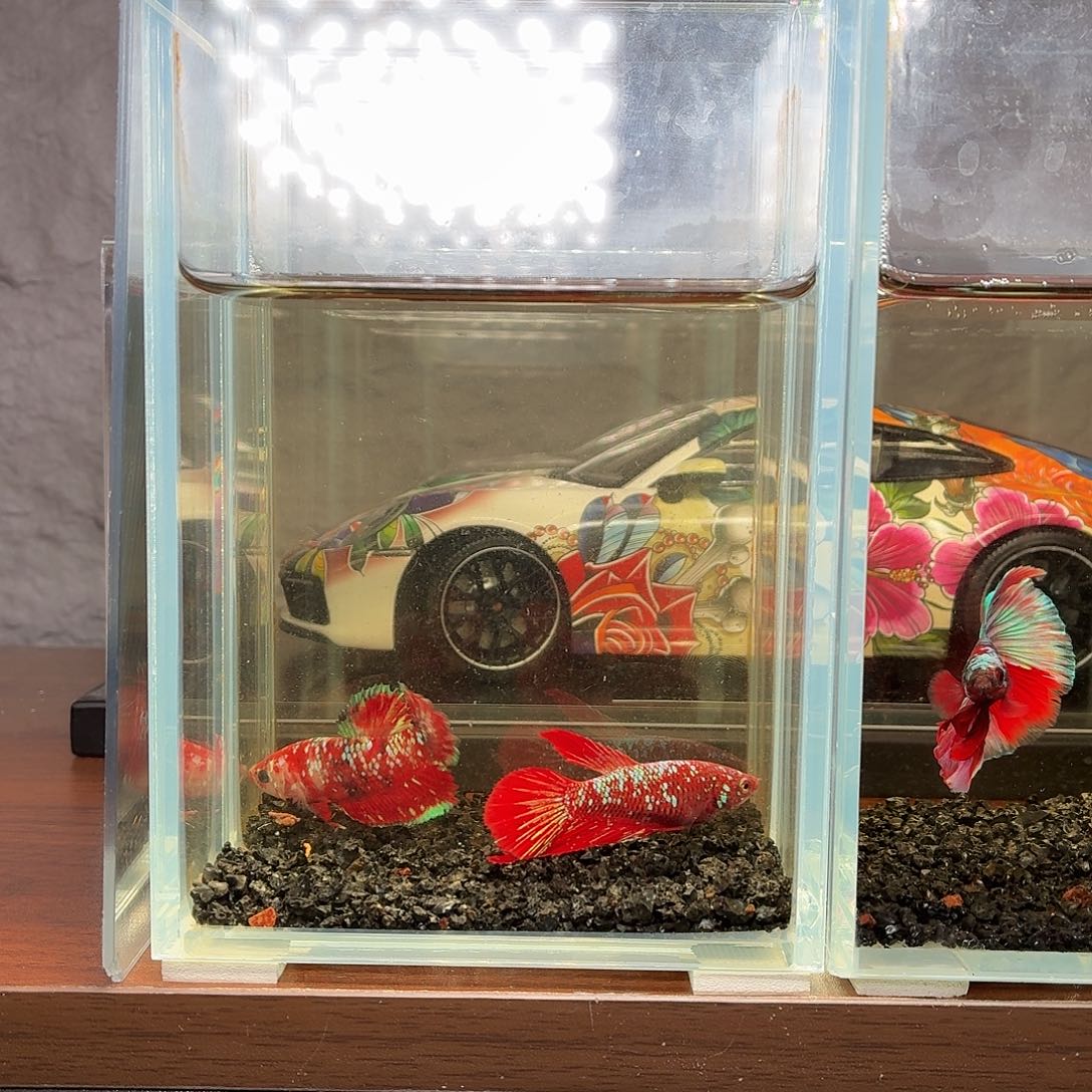 斗鱼彩金半月母鱼